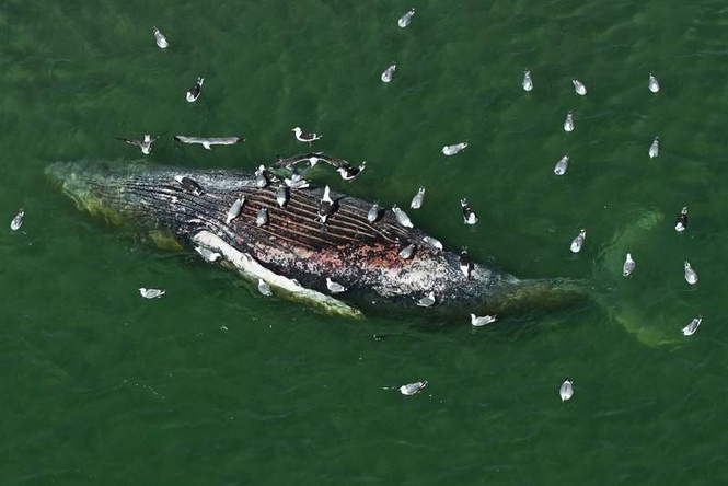 Image from: 'Timmy,' the whale that captivated Germany, confirmed dead off Denmark