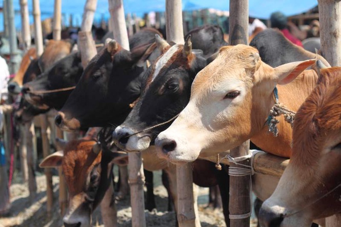Image from: Muslims must refrain from cow sacrifice, tough to follow WB animal slaughter norms: Kolkata cleric