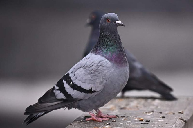 Image from: German cities divided on pigeons - to ban or embrace?