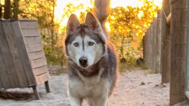 Image from: He hadn't seen his dog since 2014, then he received a life changing call