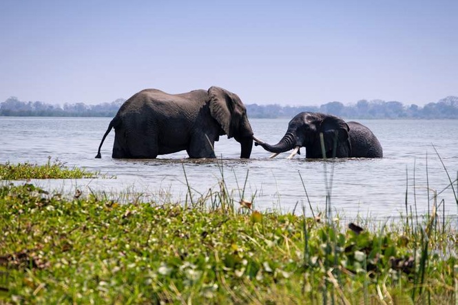 Image from: Karnataka: Woman dies during elephant fight at Dubare camp; safety measures ordered