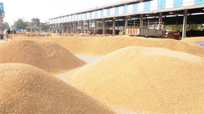 Image from: Inquiry exposes ‘ghost procurement’ racket in multi-crore Karnal paddy scam, 5 dismissed