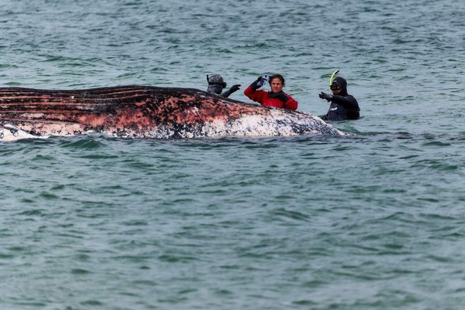 Image from: No plans to move dead whale off Denmark as people climb carcass