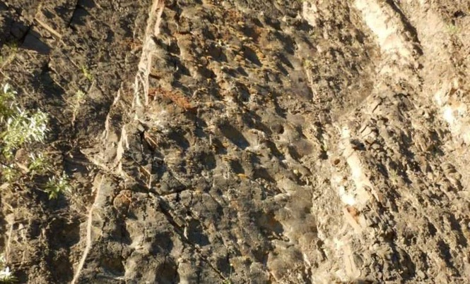 Image from: During A Hike, Scientists Discovered That A Cliff In Alaska Revealed Thousands Of Well-Preserved Dinosaur Tracks At Sunset