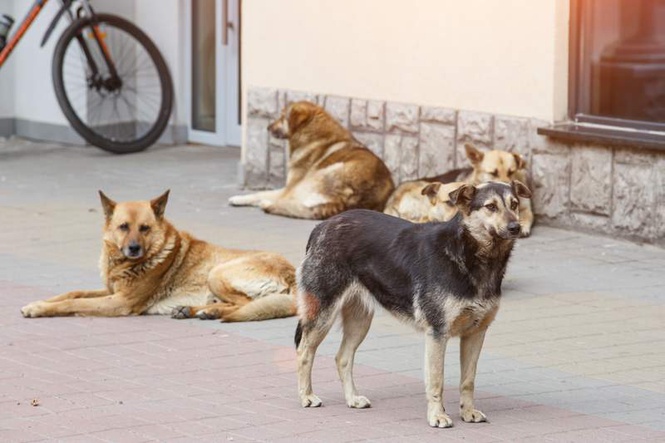 Image from: Supreme Court allows euthanasia of rabid, incurably ill stray dogs to curb threat to human life