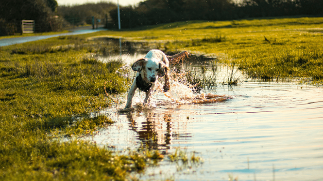 Image from: Owners warned about dangers of pet drinking water, as UK braces for heatwave