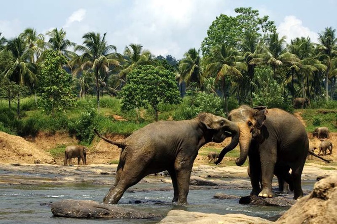 Image from: Karnataka elephant clash: 53-year-old jumbo succumbs to injuries