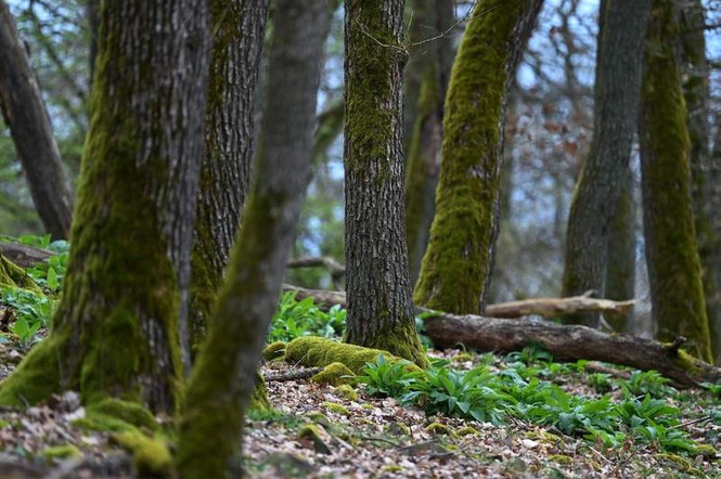 Image from: Time in nature boosts sense of life satisfaction, major study finds
