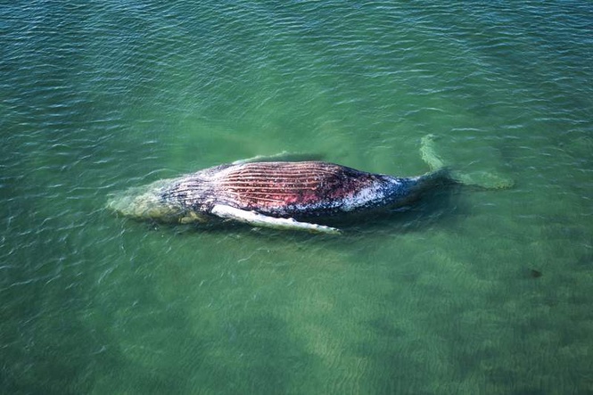 Image from: Denmark to carry out post-mortem on humpback whale after all