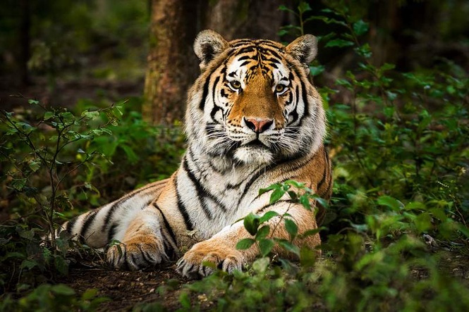 Image from: Tiger dies of lung infection in Kanha; 6th death in month