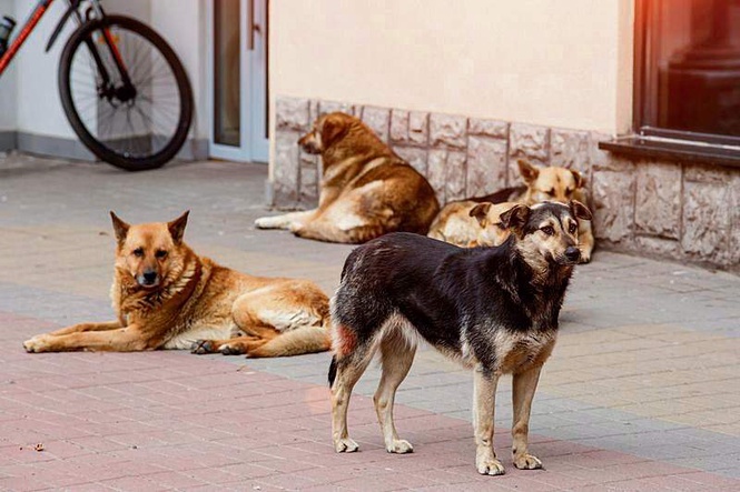 Image from: SC stray dog order triggers debate over public safety, animal welfare