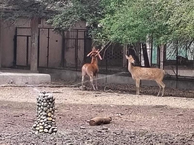 Image from: Beat the heat: Lucknow Zoo rolls out coolers, sprinklers, and fruit diets as temperatures soar