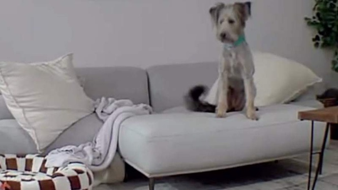Image from: Dog left home alone for the first time: thousands of viewers watch his reaction