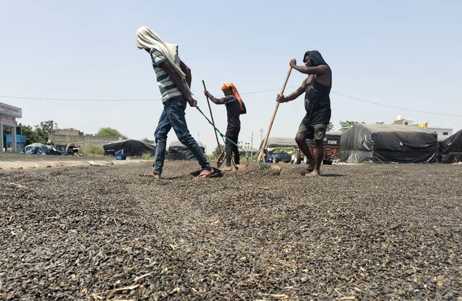 Image from: Ambala grain markets see sunflower arrivals ahead of June 1 procurement