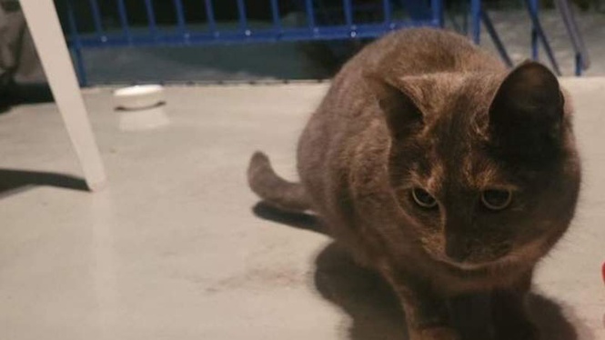 Image from: Stray cat finally feels safe enough to sleep, then rescuers learn her secret