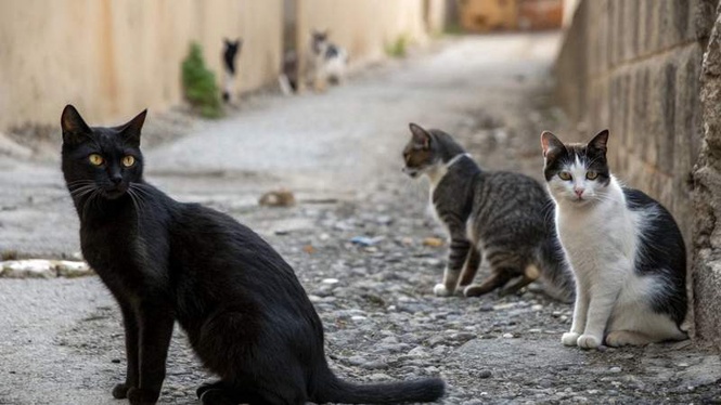 Image from: Stray cat bites man's hands: 8 hours later, doctors make a terrifying discovery