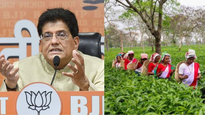 Image from: India’s tea exports rose from Rs 4,509 cr in 2013-14 to Rs 8,719 cr in 2025-26: Goyal