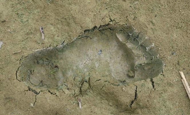 Image from: Archaeologists Uncover A Forgotten Superhighway Covered With 8,000-year-old Human And Animal Footprints Along The UK Coast