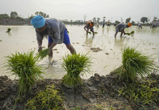 Image from: Mild rainfall brings relief amid heatwave, farmers concerned over paddy season