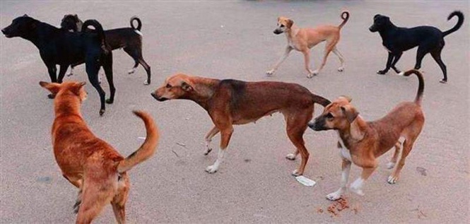 Image from: 28 dog bite cases reported in Kangra every day, Indora worst-affected