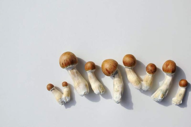 Image from: A single dose of psilocybin eased depression symptoms for months, our study found