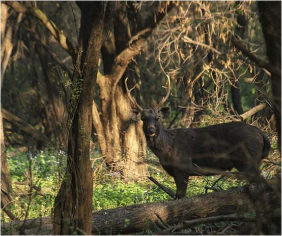 Image from: Two leopards spotted in Sukhna Wildlife Sanctuary during survey