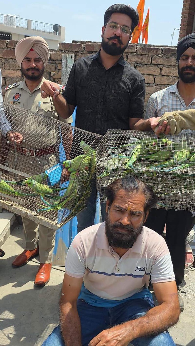 Image from: Illegal parrot trader arrested in Gurdaspur; 34 rose-ringed parakeets rescued