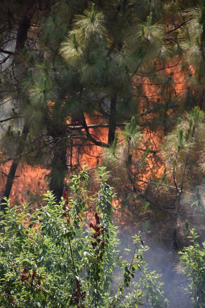 Image from: Biodiversity alert: Climate change fuelling frequent forest fires in western Himalayas