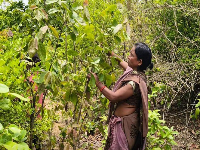 Image from: Chhattisgarh: Tendu leaf scheme boosts rural incomes in Balrampur; ₹5,500 per standard bag paid directly to collectors