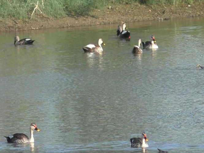 Image from: Tamil Nadu: Indian Spot-Billed Ducks spotted across Thoothukudi wetlands