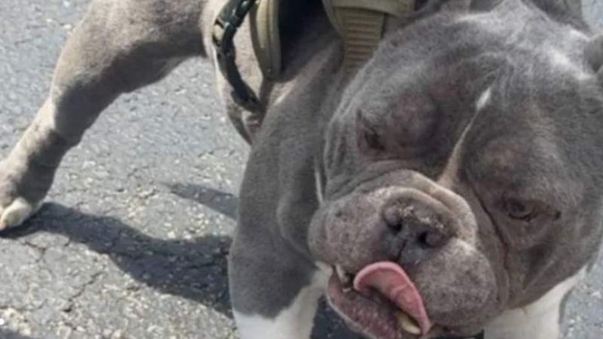 Image from: Dog missing for two years is finally home, but his jaw tells a dark story