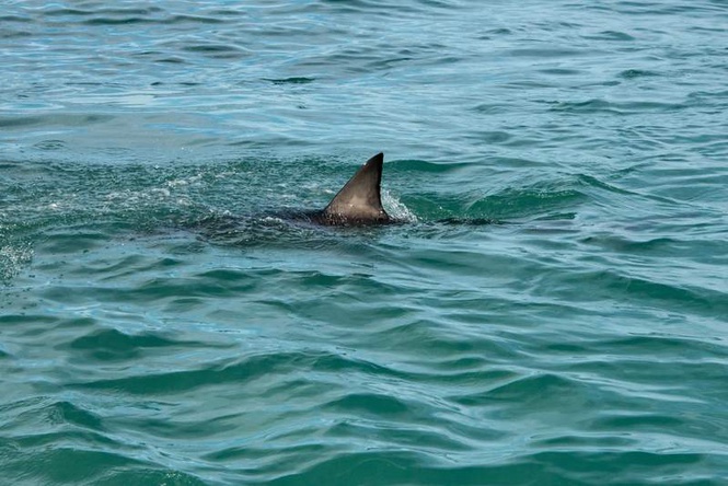Image from: Shark attack kills man on Australia’s Great Barrier Reef