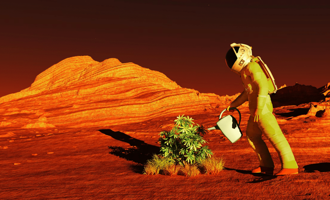 Image from: Mars Fungi Could Turn Red Planet Dirt Into Crop-Producing Soil