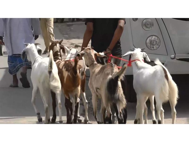 Image from: Goats fall ill due to intense summer heat ahead of Eid al-Adha festival