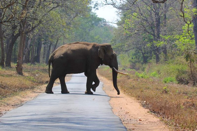 Image from: Woman killed in wild elephant attack in Kerala’s Wayanad