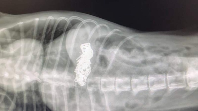 Image from: An X-ray reveals hidden treasure in dog's stomach: vets can't believe their eyes