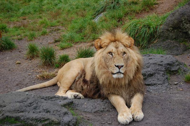 Image from: 5 lions dead in Gujarat’s Gir; 2 cubs succumb to suspected viral infection, no outbreak: Govt