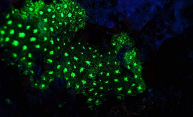 Image from: Inside a Japanese Sea Cave 385 Meters Below the Ocean, a Strange Green Flash Revealed a Creature No One Had Ever Seen