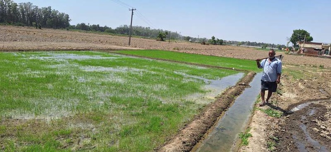 Image from: Better prices, lower water use push farmers to adopt Pusa Basmati 1509