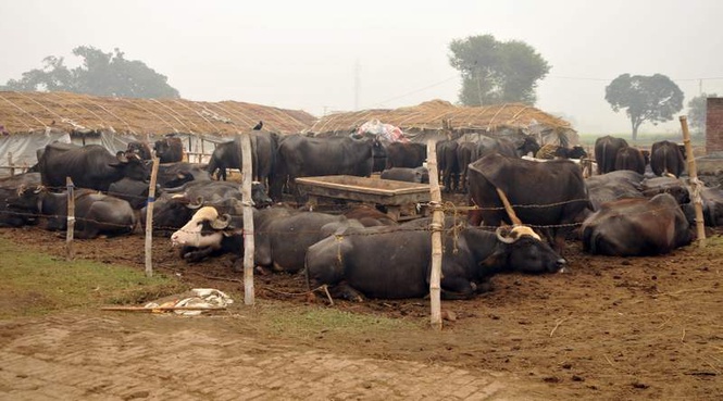 Image from: Proper management of livestock in summer vital for production, health