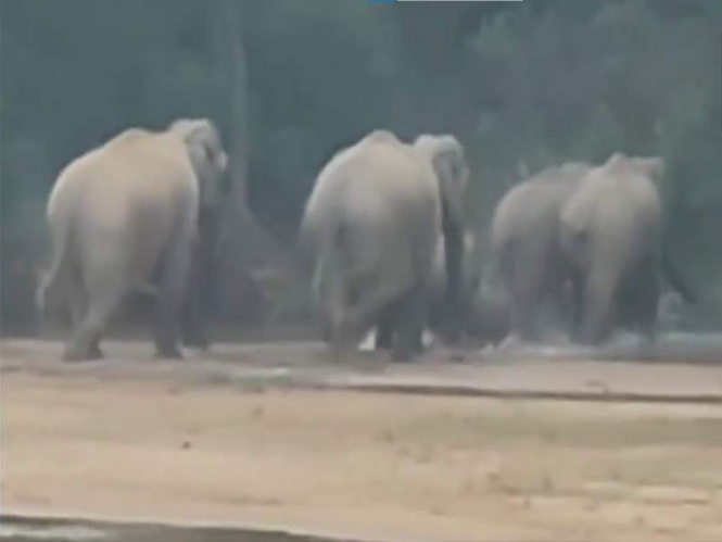 Image from: Herd of 22 elephants hold fort in Ramanujganj forest of Chhattisgarh's Balrampur