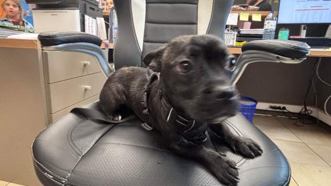 Image from: Hikers' forest run comes to an abrupt halt when they find a dog tied to a tree