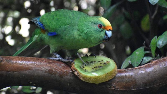 Image from: Critically endangered New Zealand parakeet gets lifeline from randy pair