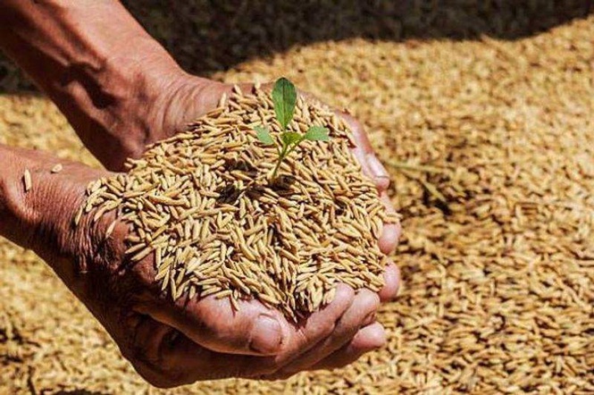 Image from: Punjab renews Rs 1,500 per acre incentive for direct seeding of paddy