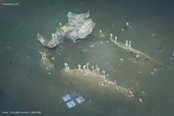 Image from: Scientists Tracked a Dead Whale 1,288M Deep in the Pacific for 15 Years, and Found a Hidden City Still Feeding on Its Bones Today