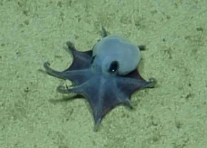 Image from: 'He's tiny!' Blue octopus discovered off the Galápagos Islands