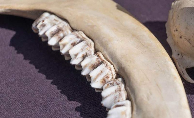 Image from: Ancient Teeth Found in Alaska Reveal the Arctic Was Creating New Mammal Species While Dinosaurs Still Ruled