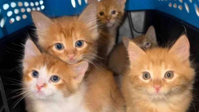 Image from: Stray cat mum melts hearts, welcoming orphaned kitten into her own litter