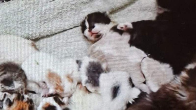 Image from: 11 kittens dumped in the woods: one shocking detail reveals heartbreaking truth