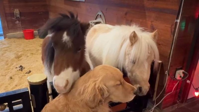 Image from: Golden Retriever's reaction to two miniature horses melts hearts online